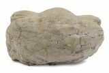 Bargain, Illaenus Laticlavius Trilobite Fossil - Russia #363227-2